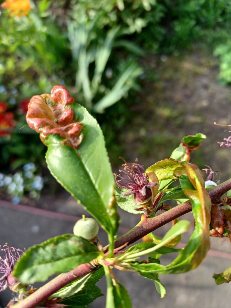 kędzierzawość liści brzoskwiń