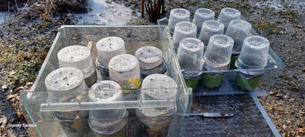 miniszklarenki winter sowing