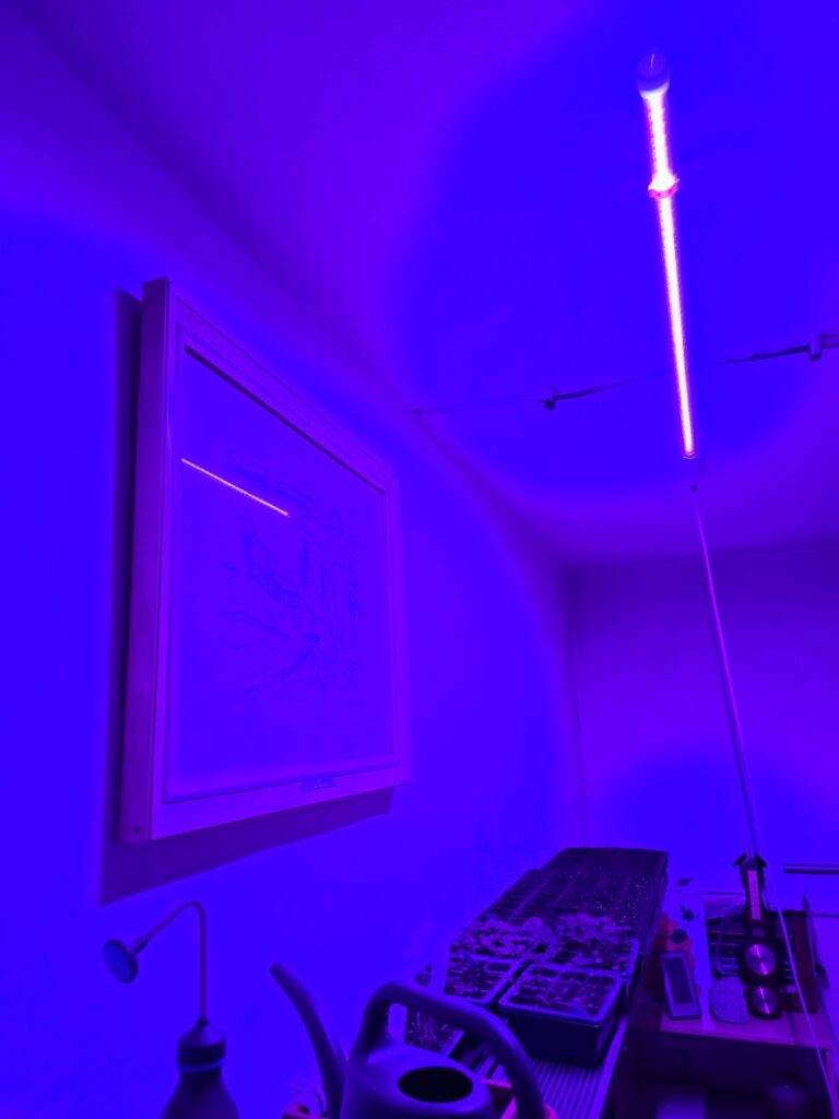 Doświetlanie sadzonek