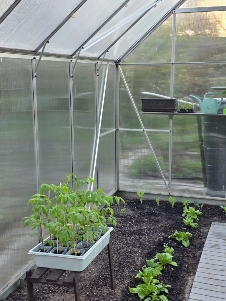 Kiedy sadzić pomidory