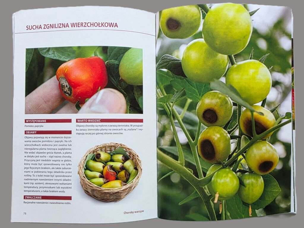 Niedobór wapnia u pomidora
