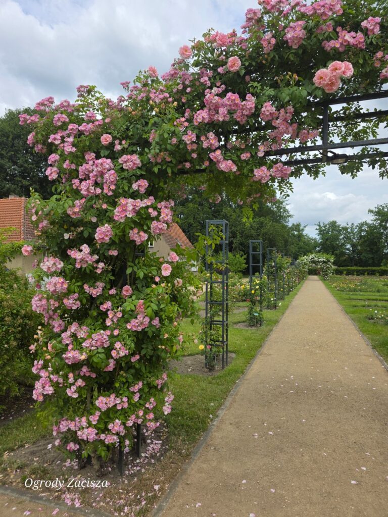Pergola różana
