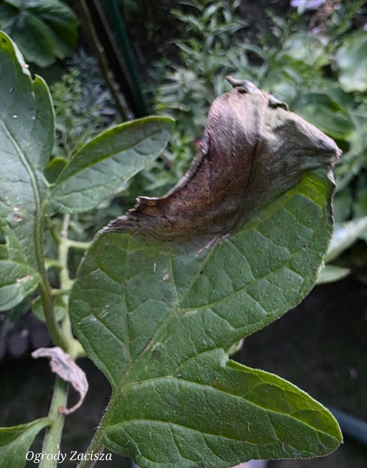 Ogrody Zacisza
