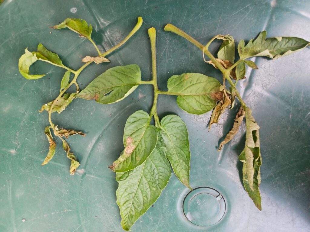 zaraza ziemniaczana na pomidorach