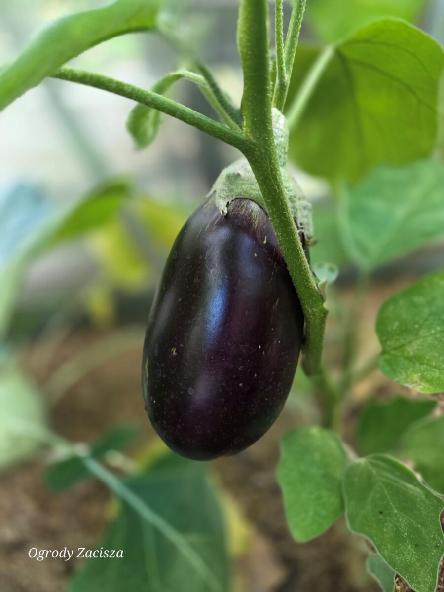 Ogrody Zacisza
