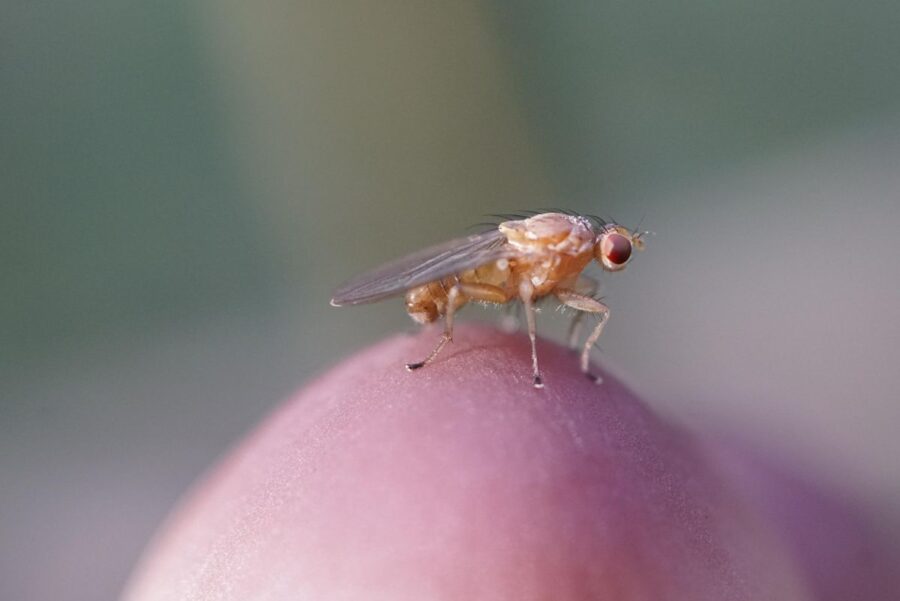 Ogrody Zacisza
