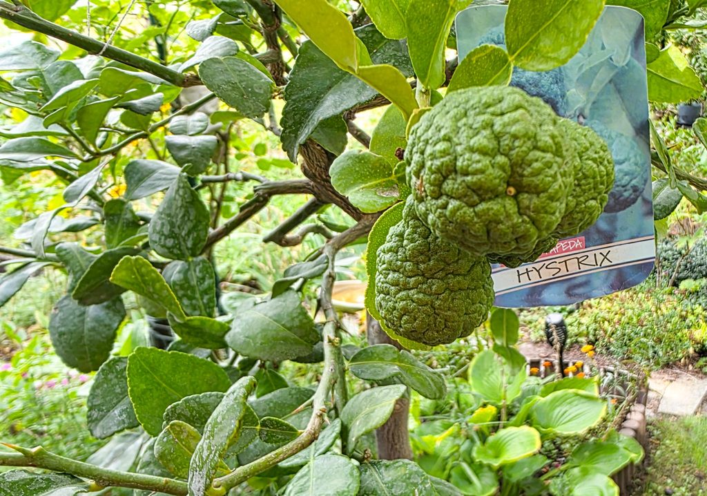 Limonka kaffir